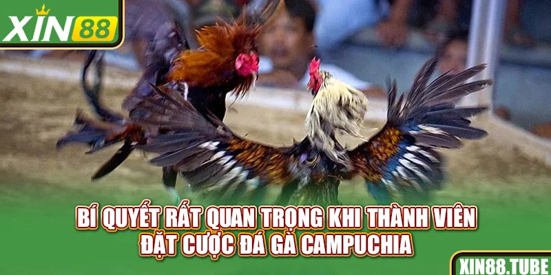 Bí quyết rất quan trọng khi thành viên đặt cược đá gà Campuchia