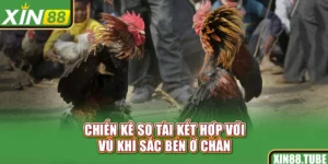 Chiến kê so tài kết hợp với vũ khí sắc bén ở chân
