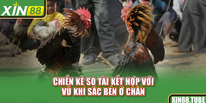 Chiến kê so tài kết hợp với vũ khí sắc bén ở chân