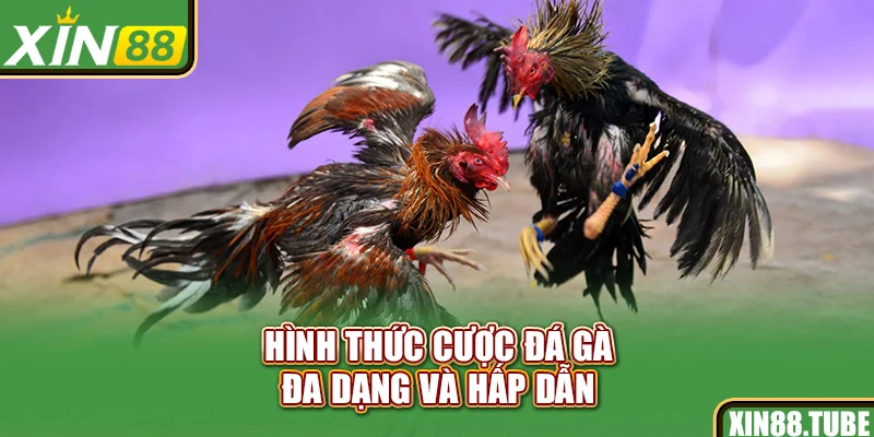 Hình thức cược đá gà đa dạng và hấp dẫn