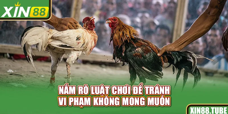 Nắm rõ luật chơi để tránh vi phạm không mong muốn