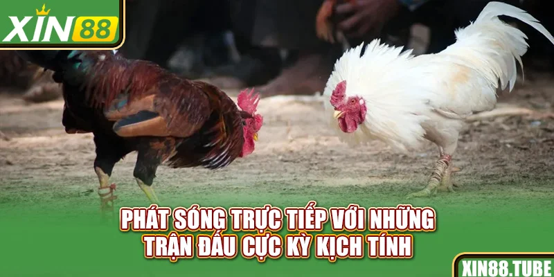 Phát sóng trực tiếp với những trận đấu cực kỳ kịch tính