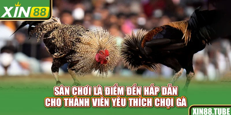 Sân chơi là điểm đến hấp dẫn cho thành viên yêu thích chọi gà