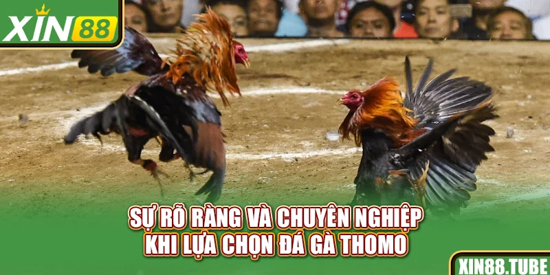 Sự rõ ràng và chuyên nghiệp khi lựa chọn đá gà Thomo