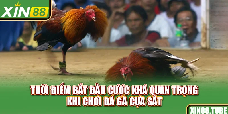 Thời điểm bắt đầu cược khá quan trọng khi chơi đá gà cựa sắt