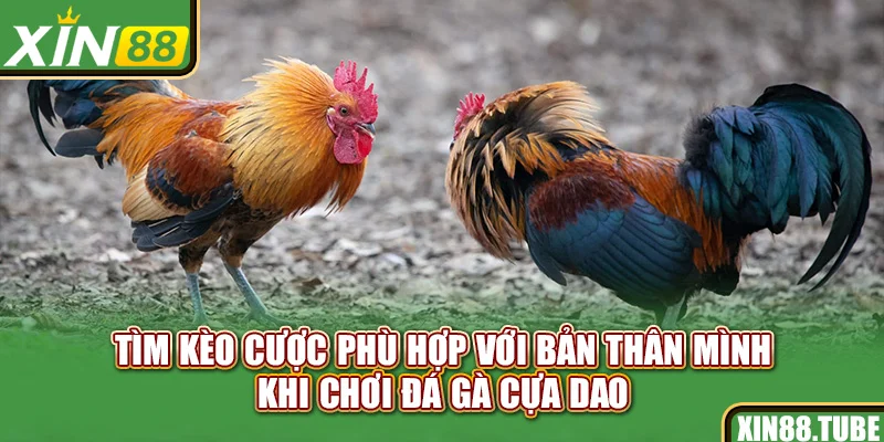 Tìm kèo cược phù hợp với bản thân mình khi chơi đá gà cựa dao