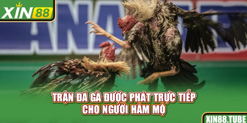Trận đá gà được phát trực tiếp cho người hâm mộ